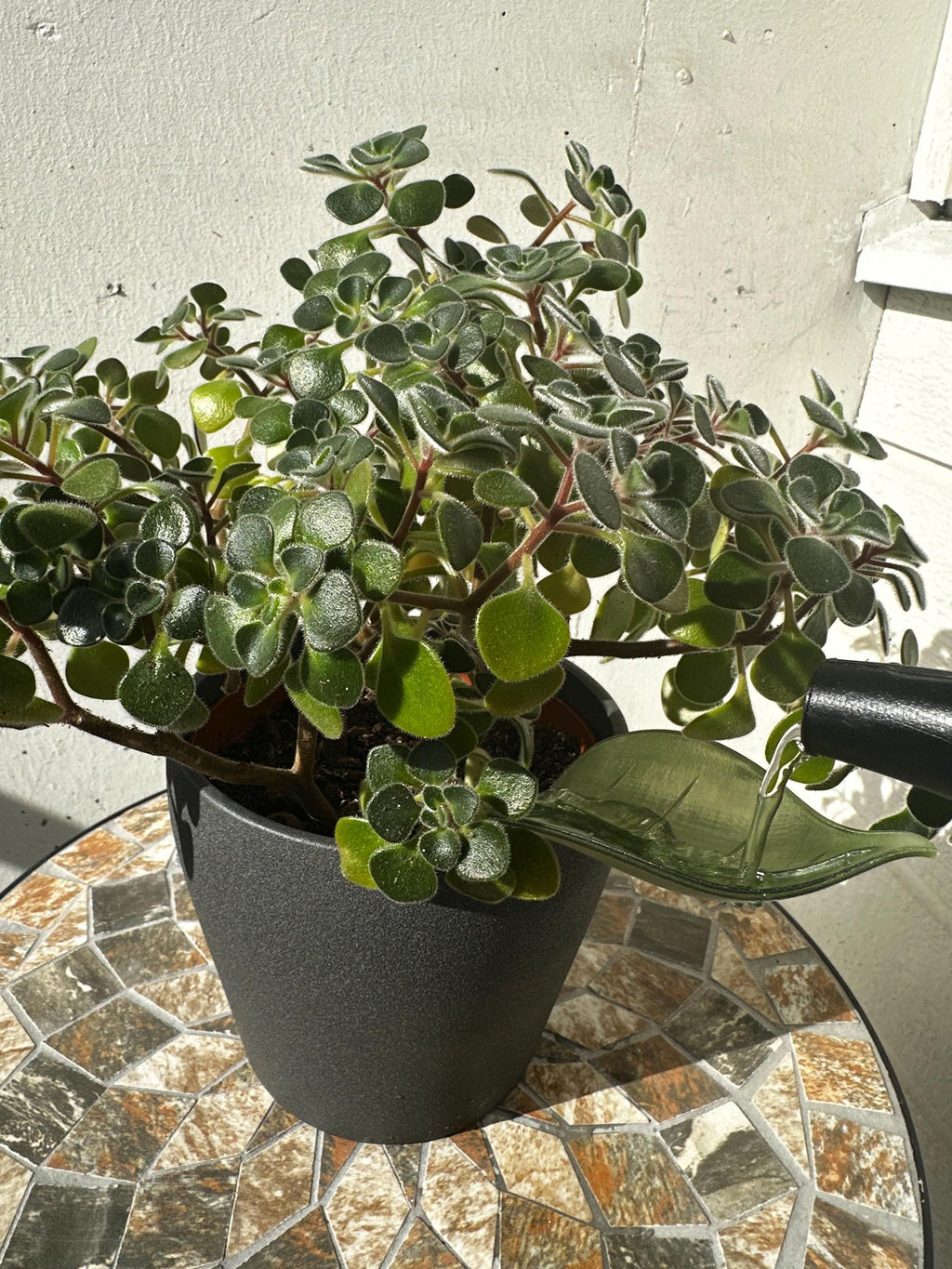 Vattna Enkelt - Löv