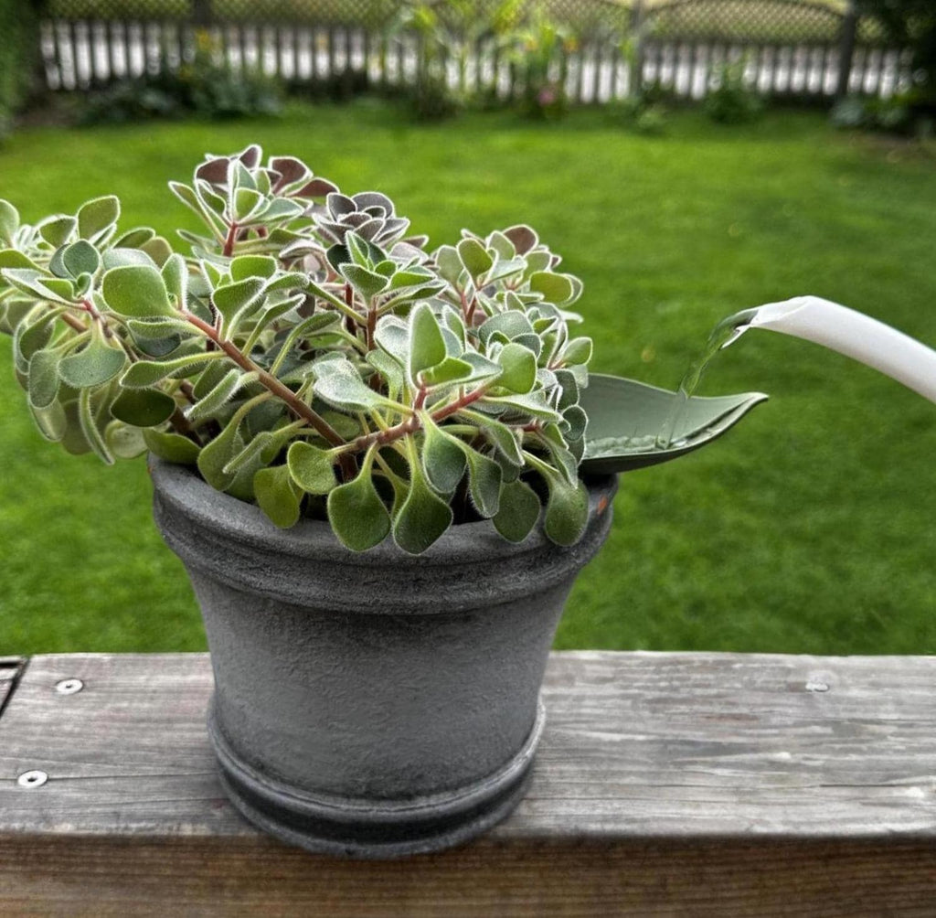 Vattna Enkelt - Löv